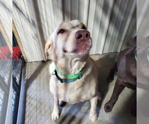 Labrador Retriever Dogs for adoption in Foristell, MO, USA