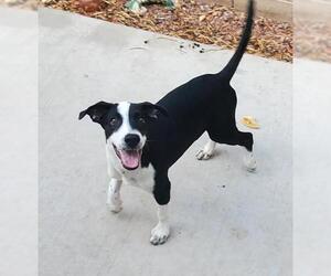 Lab-Pointer Dogs for adoption in Gilbert, AZ, USA