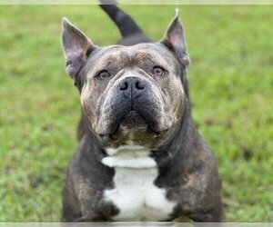 Free-Lance Bulldog Dogs for adoption in St. Cloud, FL, USA
