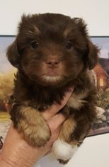Medium Photo #1 Havanese Puppy For Sale in Morgantown WV, PA, USA