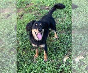 Mutt Dogs for adoption in Greenville, SC, USA