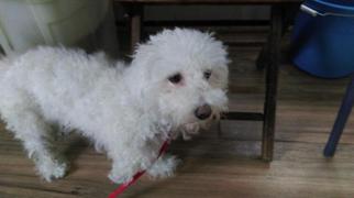 Maltese Dogs for adoption in Rochester, NY, USA