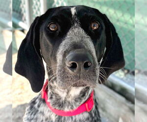 Coonhound-Unknown Mix Dogs for adoption in Jefferson, WI, USA