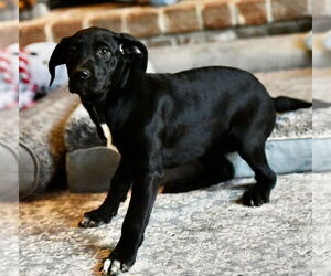 Mutt Dogs for adoption in Mechanicsburg, PA, USA