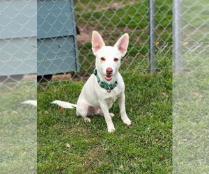 Chihuahua-Unknown Mix Dogs for adoption in Oakhurst, NJ, USA