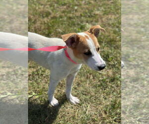 Mutt Dogs for adoption in Westwood, NJ, USA