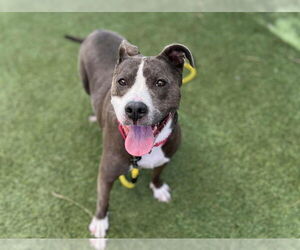 American Pit Bull Terrier-Unknown Mix Dogs for adoption in Las Vegas, NV, USA