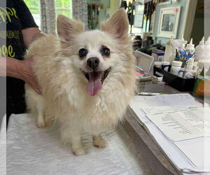 Pomeranian Dogs for adoption in Benton, LA, USA