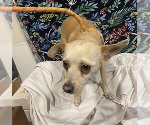 Chihuahua Dogs for adoption in Modesto, CA, USA