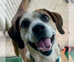 Mutt Dogs for adoption in Canton, CT, USA