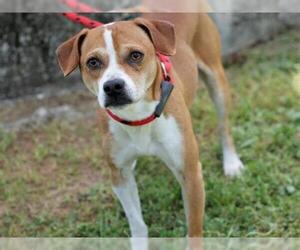 Beagle Dogs for adoption in Tallahassee, FL, USA