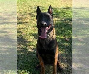 Mutt Dogs for adoption in Riverside, CA, USA