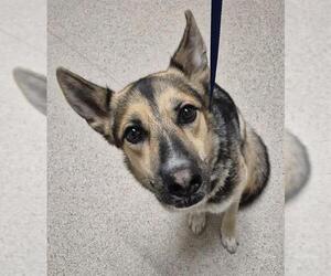 German Shepherd Dog Dogs for adoption in Bakersfield, CA, USA