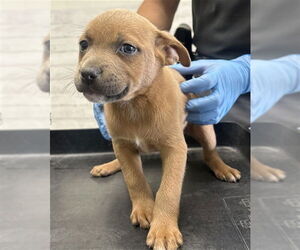 American Pit Bull Terrier-Unknown Mix Dogs for adoption in San Bernardino, CA, USA