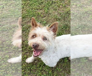 Mutt Dogs for adoption in Harrison, AR, USA