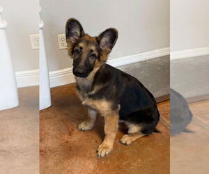 German Shepherd Dog Dogs for adoption in Bolivar, MO, USA