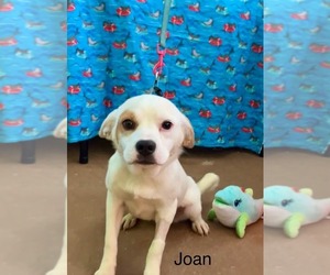 Beagle-Collie Mix Dogs for adoption in Virginia Beach, VA, USA