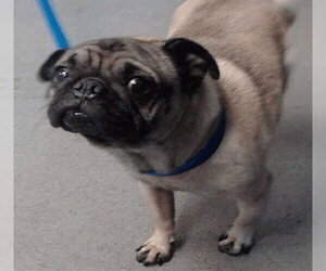 Pug Dogs for adoption in Redwood City, CA, USA