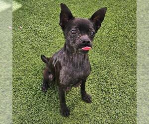 Chihuahua Dogs for adoption in Camarillo, CA, USA