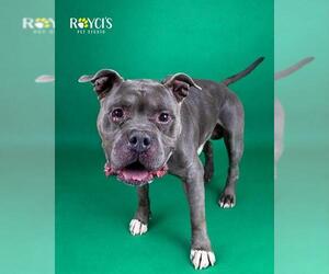 Mutt Dogs for adoption in West Valley, UT, USA