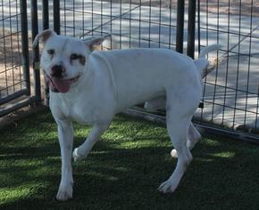 Medium Photo #1 American Pit Bull Terrier-Labrador Retriever Mix Puppy For Sale in Chandler, AZ, USA