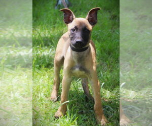 German Shepherd Dog Dogs for adoption in Holly Hill, SC, USA