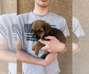 Bernese Mountain Dog Dogs for adoption in Goodyear, AZ, USA