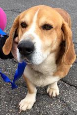 Basset Hound-Labrador Retriever Mix Dogs for adoption in Pennsville, NJ, USA