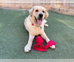 Golden Retriever Dogs for adoption in Clovis, CA, USA