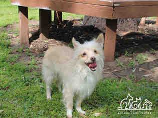Cairn Terrier Dogs for adoption in Irvine, CA, USA