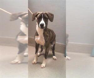 American Pit Bull Terrier-Unknown Mix Dogs for adoption in Las Vegas, NV, USA