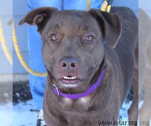 Labrador Retriever-Unknown Mix Dogs for adoption in Cheyenne, WY, USA