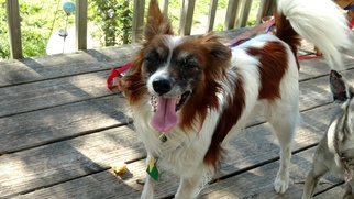 Papillon Dogs for adoption in Ft. Worth, TX, USA