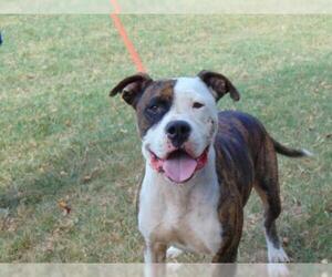 Bulloxer Dogs for adoption in Charlotte, NC, USA