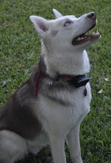 Alaskan Husky Dogs for adoption in Von Ormy, TX, USA