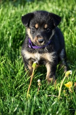 Mutt Dogs for adoption in Ferndale, WA, USA