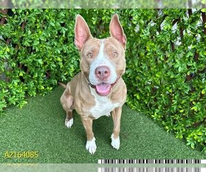 American Pit Bull Terrier Dogs for adoption in West Palm Beach, FL, USA