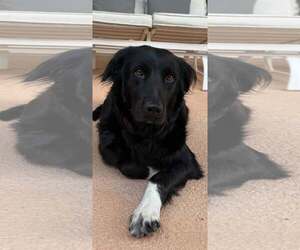 Border Collie-Unknown Mix Dogs for adoption in Cave Creek, AZ, USA