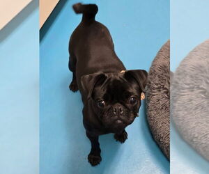 Pug Dogs for adoption in Muskegon, MI, USA
