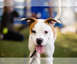 Boxer-Unknown Mix Dogs for adoption in Orlando, FL, USA