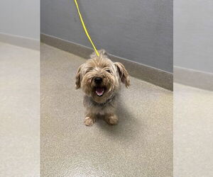 Mutt Dogs for adoption in Las Vegas, NV, USA