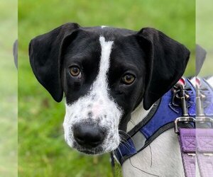 Mutt Dogs for adoption in Doylestown, PA, USA