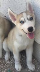 Medium Photo #1 Alusky Puppy For Sale in Del Rio, TX, USA