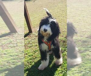 Aussiedoodle Dogs for adoption in Scottsboro, AL, USA