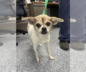 Chihuahua Dogs for adoption in Charlotte, NC, USA