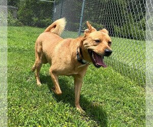 Golden Retriever Dogs for adoption in Virginia Beach, VA, USA