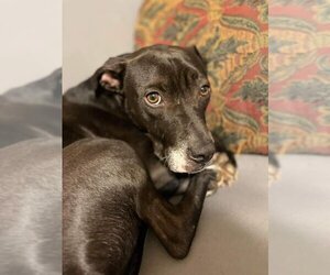 American Staffordshire Terrier-Labrador Retriever Mix Dogs for adoption in Holly Springs, NC, USA