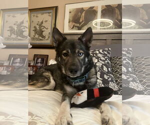 Siberian Husky Dogs for adoption in Cedar Crest, NM, USA