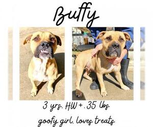 American Bulldog Dogs for adoption in Albany, GA, USA
