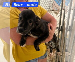 Mutt Dogs for adoption in Sheboygan, WI, USA
